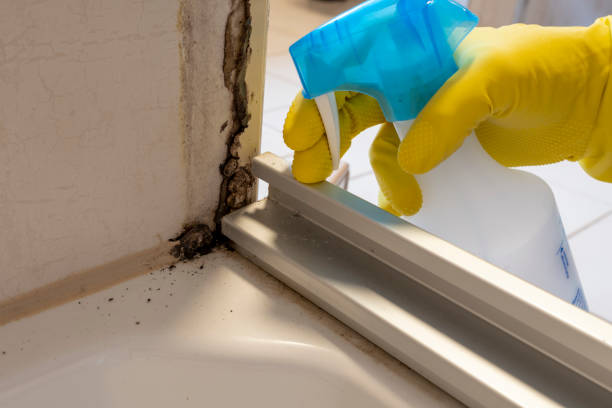 Best Mold Remediation  in Ogden, NC