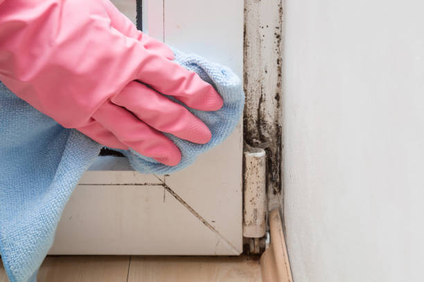 Best Professional Mold Removal  in Ogden, NC