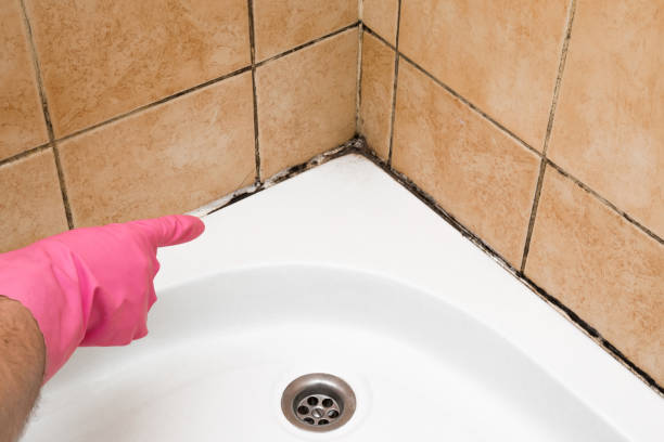 Best Commercial Mold Removal  in Ogden, NC